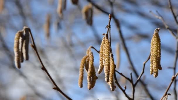 Nootwood catkins and wind - Footage, Video