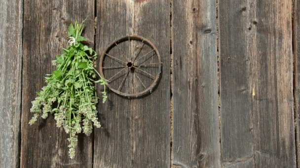 Hanging medical herbs bunch on wooden wall - Footage, Video