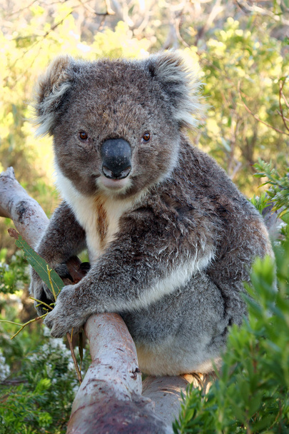 Koala a fán - Fotó, kép