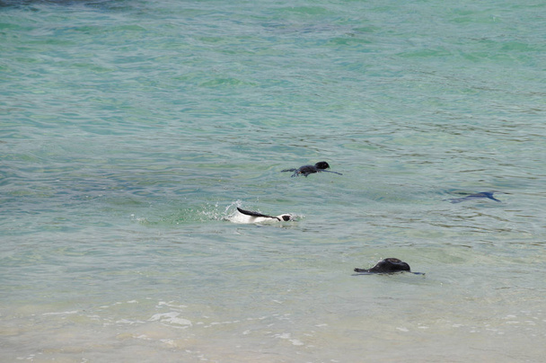 Pingüinos nadando en Boulders Beach, Sudáfrica
. - Foto, imagen