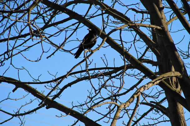 Ворона на ветвях деревьев
  - Фото, изображение