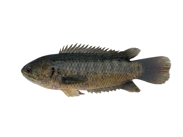 Climbing perch fish isolated on white background - Photo, Image