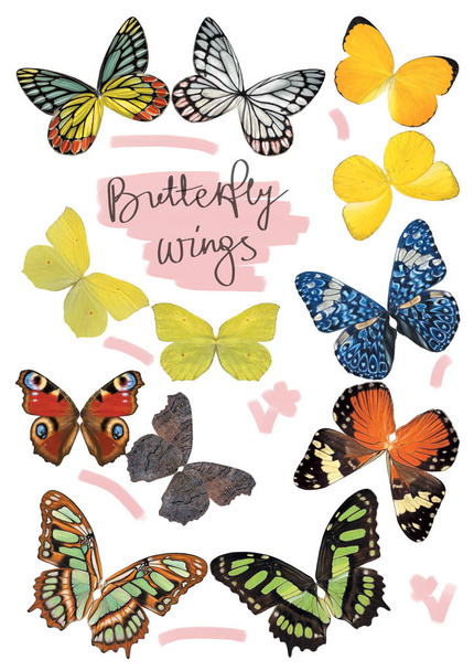 Motýlí křídla v reálné velikosti - Fotografie, Obrázek