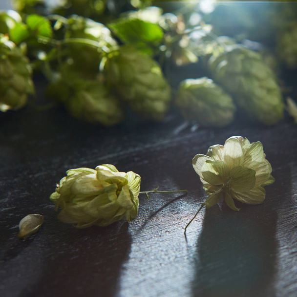 Fresh green hops on a wooden table - 写真・画像