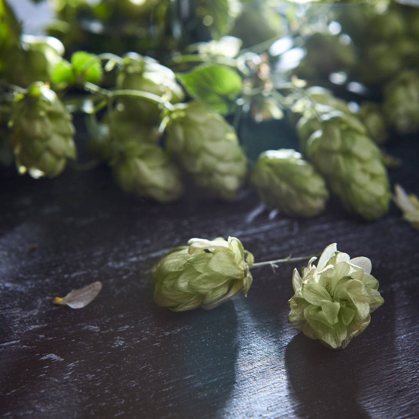 Wooden background with fresh green hop - 写真・画像