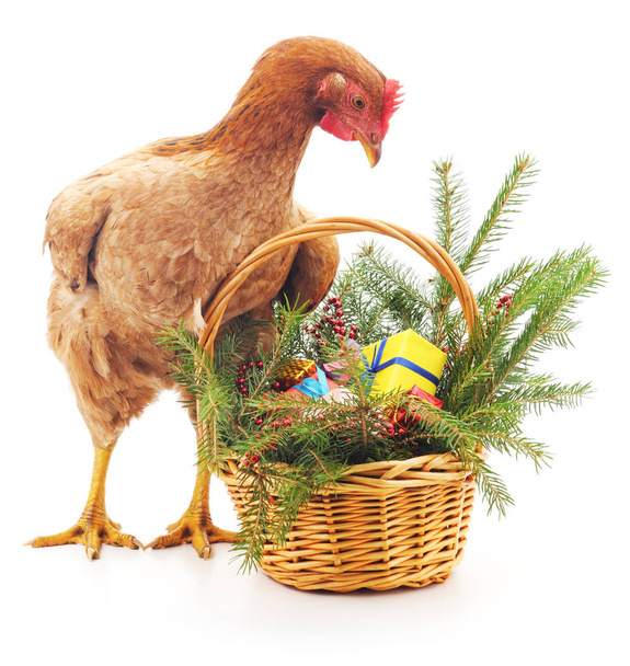 Chicken near the basket. - Fotoğraf, Görsel