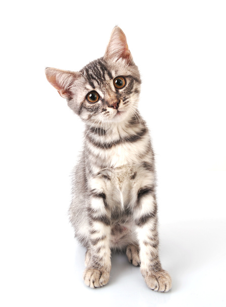 Gyönyörű szürke macska - Fotó, kép