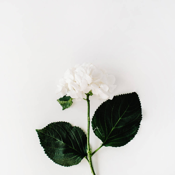 white hydrangea isolated on white background - Foto, Bild