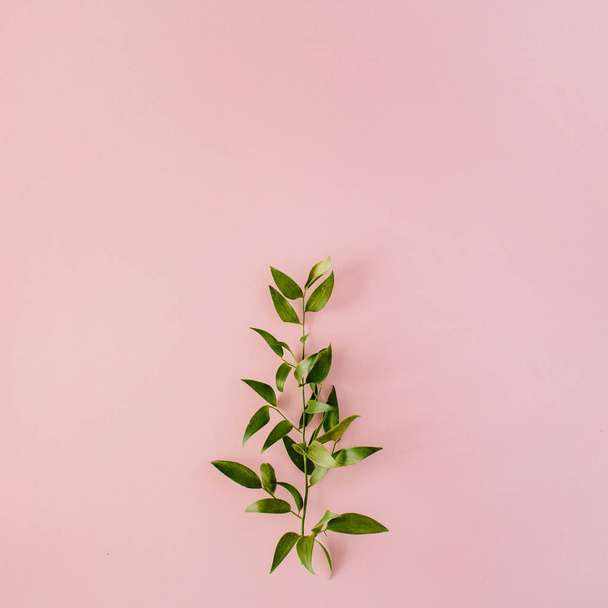  zöld friss ágat rózsaszín háttér - Fotó, kép