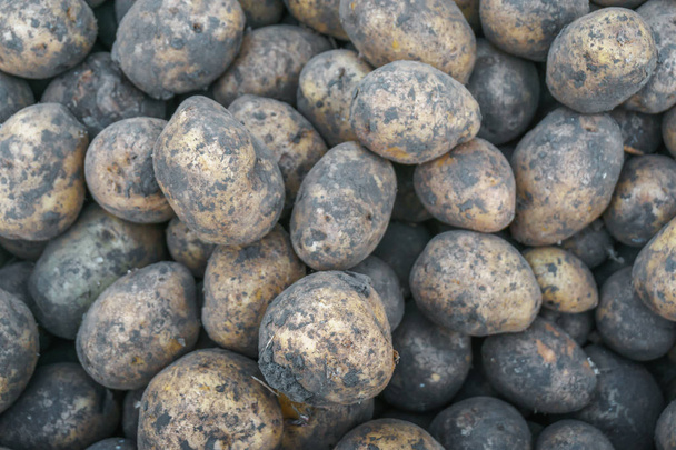 крупним планом свіжа органічна картопля
  - Фото, зображення