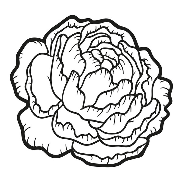 Kifestőkönyv, pünkösdi rózsa virág - Vektor, kép