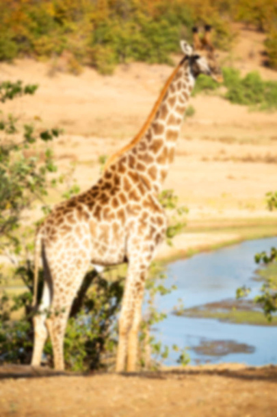 in Sudafrica riserva faunistica e giraffa
 - Foto, immagini