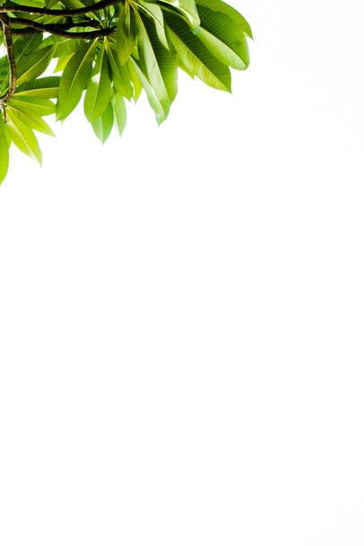 Рамка из листьев на изолированном белом фоне
 - Фото, изображение