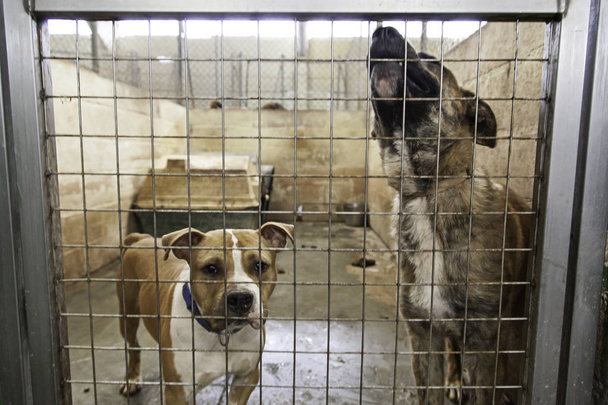 Sad abandoned dogs - Photo, Image