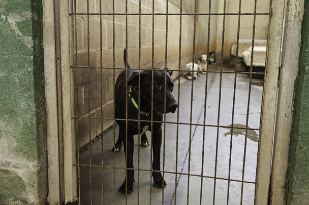 Sad abandoned dogs - Valokuva, kuva