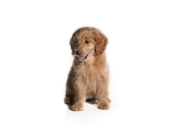 Bruin pup - Foto, afbeelding
