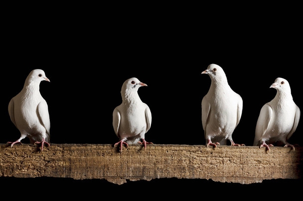 four white dove sitting on the chalkboard isolated  black - Photo, Image