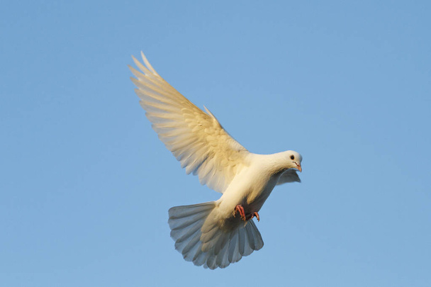 witte duif vliegen bij zonsondergang in gouden stralen - Foto, afbeelding