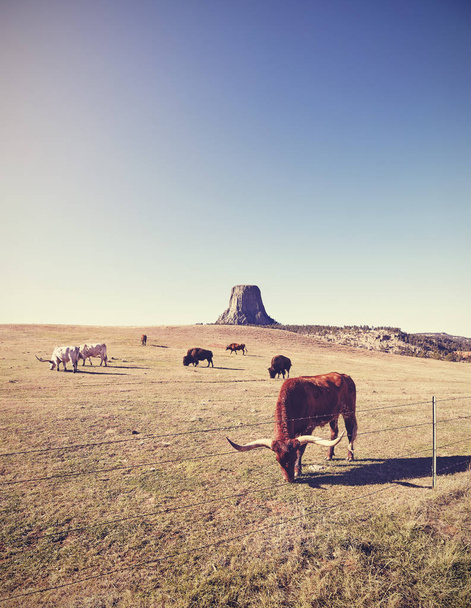 Lehmät ja biisoni Devils Tower etäisyydellä, USA
.  - Valokuva, kuva