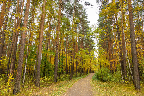Φθινόπωρο σε δάσος πεύκων και σημύδας - Φωτογραφία, εικόνα