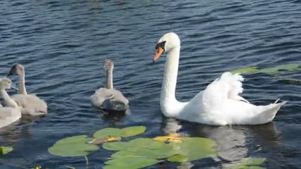 λευκούς κύκνους οικογένεια με τη νεανική στη λίμνη - Πλάνα, βίντεο