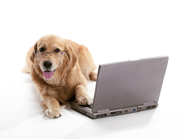 perro perdiguero de oro del ordenador portátil - Foto, imagen