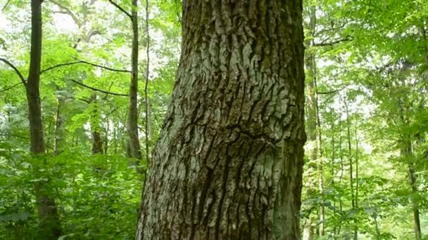starego dębu w lasu i zielonych liści - Materiał filmowy, wideo