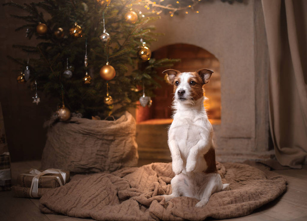 Dog Jack Russell Terrier. Christmas season 2017, new year - Φωτογραφία, εικόνα