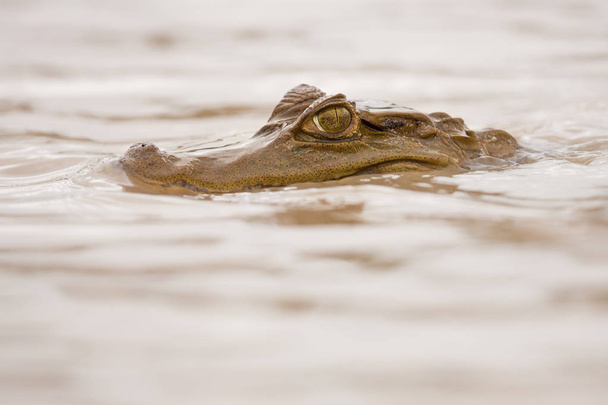 Divoké caiman v přírodní stanoviště - Fotografie, Obrázek