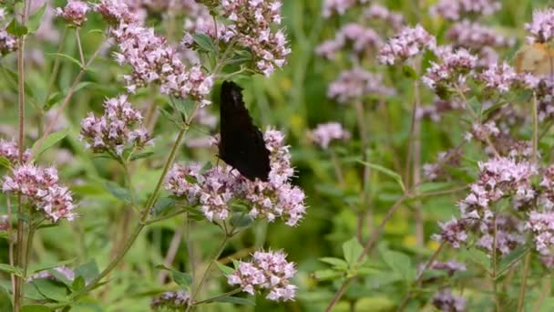 Paw motyl na wild majoram kwiaty - Materiał filmowy, wideo