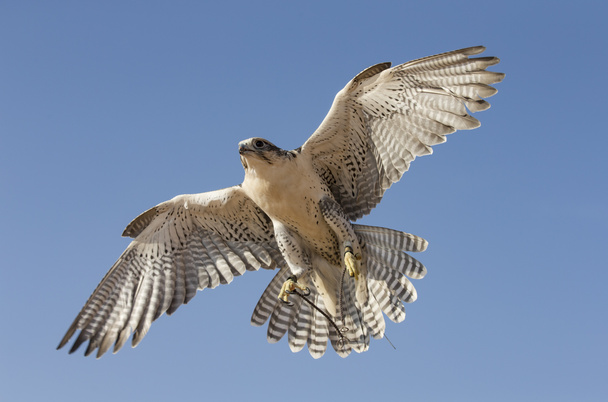 Peregrine Falcon flying  - Photo, Image