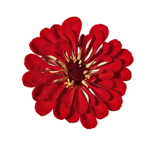 Heldere rode bloem zinnia geïsoleerd - Foto, afbeelding