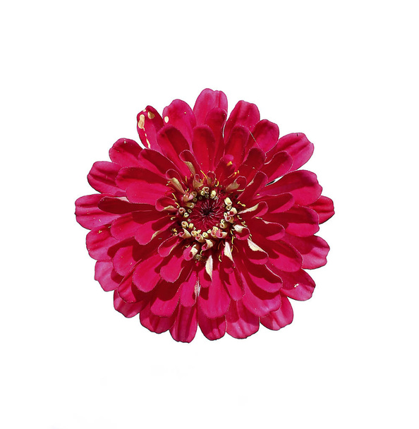 Яскраво-червона квітка цинія ізольована
 - Фото, зображення