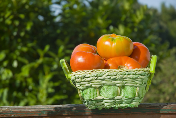 Organic tomatoes in a basket - Photo, Image