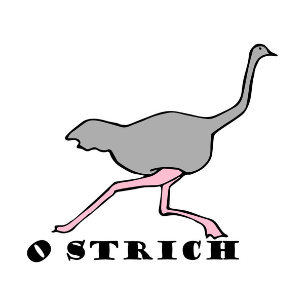 Dibujo a mano de avestruz, dibujar
. - Vector, imagen