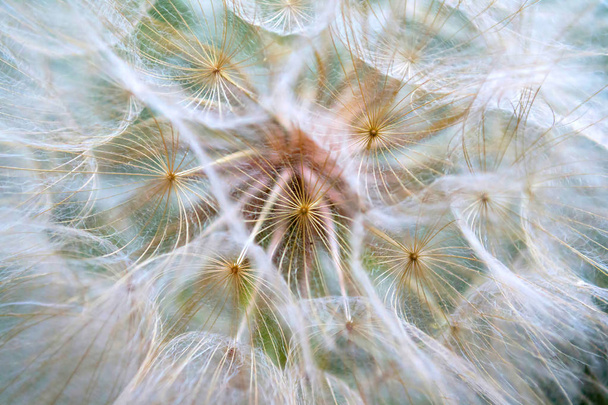 Dandelion macro. The middle of a dandelion. Focus in the center. - Photo, Image