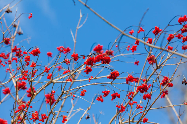 Viburnum (viburnum opulus) berries with its leaves outdoor in wi - Photo, Image
