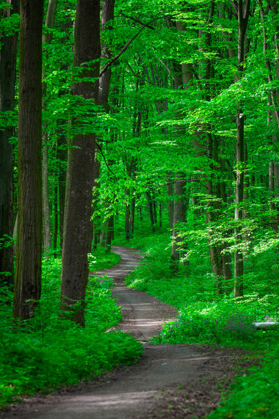 beautiful green forest - Photo, image
