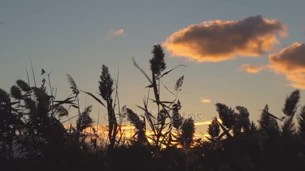 Ruoko auringonlaskun aikaan, lähikuva taivas keppi
 - Materiaali, video