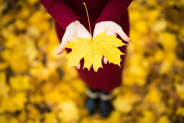 Autumn leaves in girl hands - Valokuva, kuva