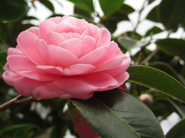 Ancient japanese cultivar of pink Camellia japonica flower known as Otome Tsubaki - Photo, Image