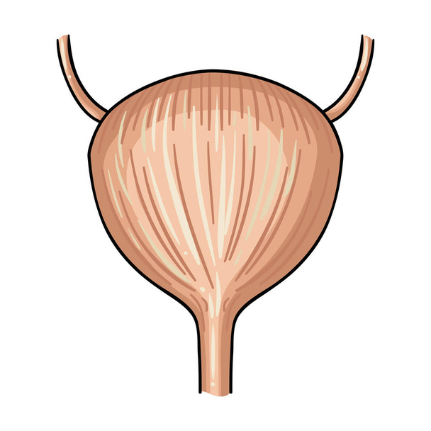 Ícone da bexiga urinária humana em estilo cartoon isolado no fundo branco. Órgãos humanos símbolo estoque vetor ilustração
. - Vetor, Imagem
