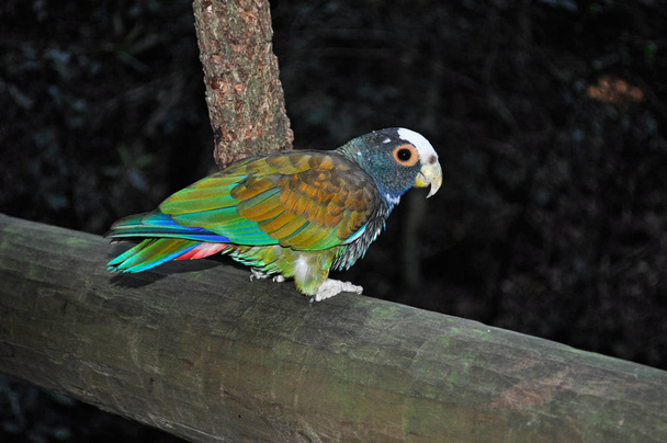 South Africa: a green parrot at Birds of Eden, the world's largest free flight aviary and bird sanctuary located near Plettenberg Bay, along the famous Garden Route in the Western Cape - Photo, Image