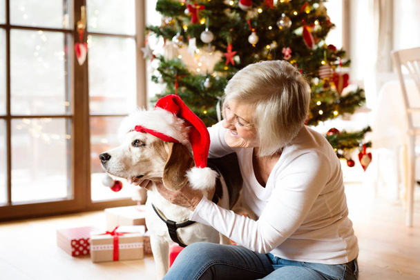 Senior woman with her dog opening Christmas presents. - 写真・画像