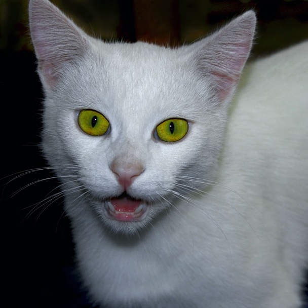 Porträt einer jungen weißen Katze - Foto, Bild