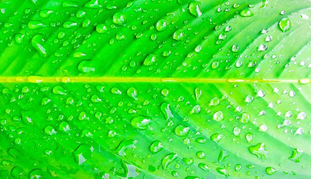Падіння води на свіжому зеленому листі
  - Фото, зображення