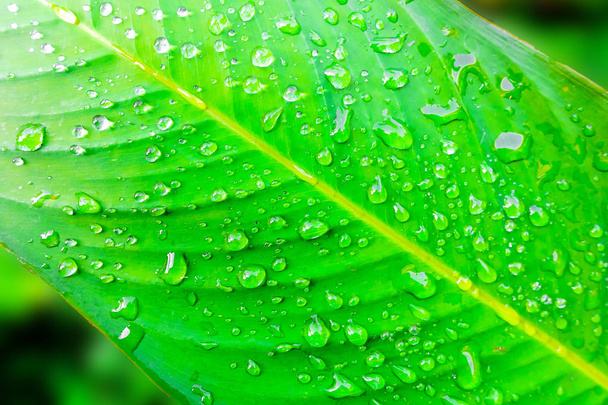 water drop on fresh green leaf  - Foto, Imagem