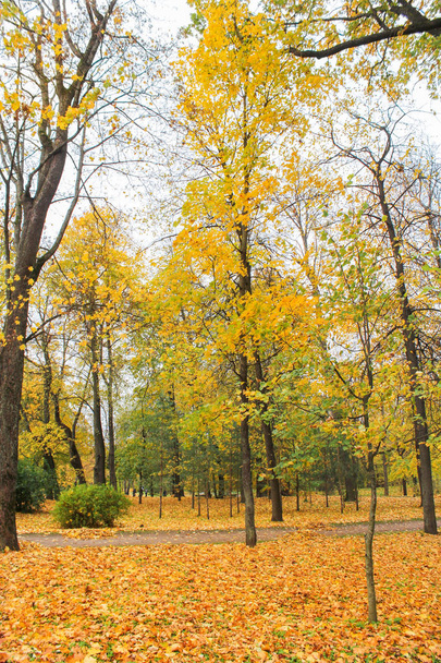 Yellow leaves in the park. - Foto, Bild