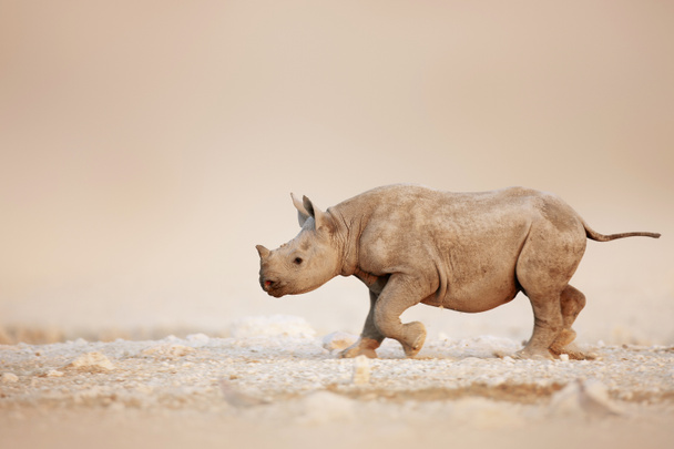 Rhinocéros noir bébé courir
 - Photo, image