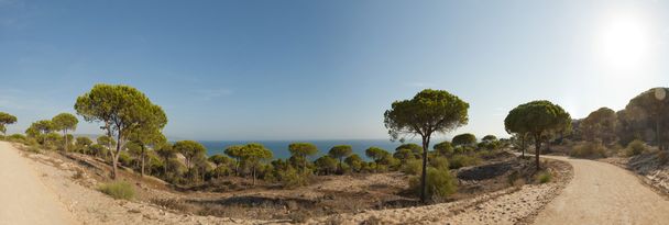 панорамне фото соснами біля океану з синього неба. Barbate, Кадіс. Андалусії. Іспанія. - Фото, зображення